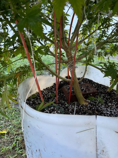 Big Al’s 2025 season indoor/outdoor grow in misery