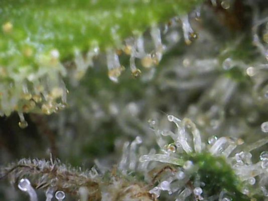 Big Al’s 2025 season indoor/outdoor grow in misery