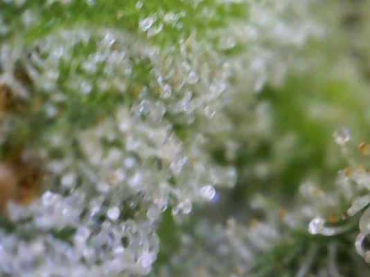 Big Al’s 2025 season indoor/outdoor grow in misery