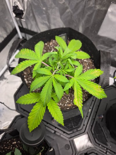 To many nutes or not enough nutes?