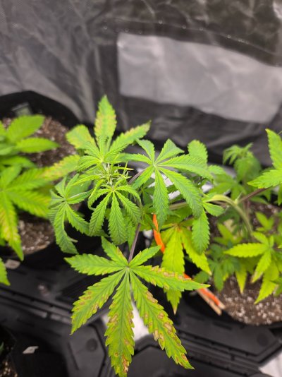 To many nutes or not enough nutes?