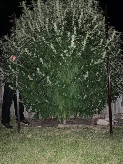 2026 Outdoor Grows! let's see em!