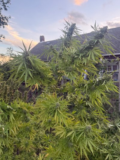 2026 Outdoor Grows! let's see em!