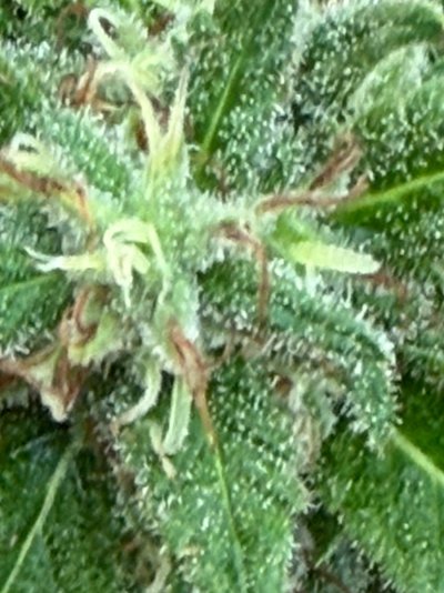 IMG_1577.jpeg
