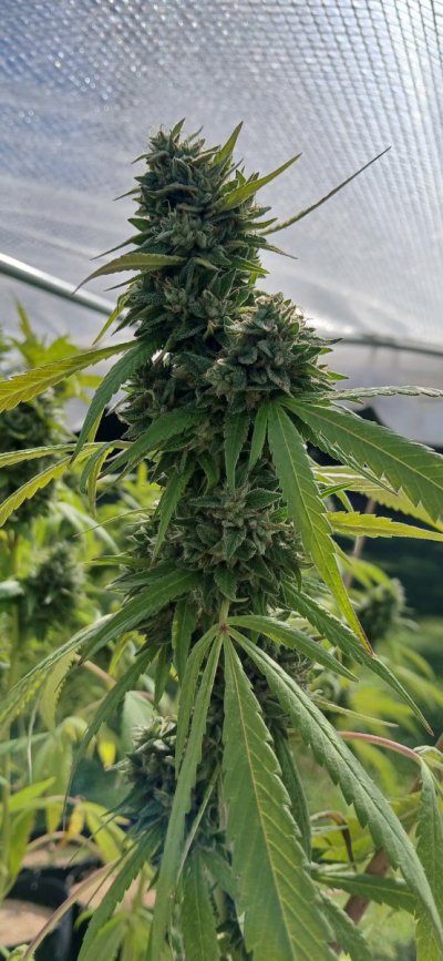 Virginia Growers Thread - Everything VA