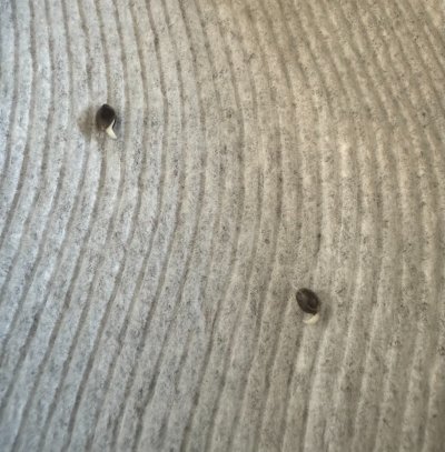 seeds2.jpeg