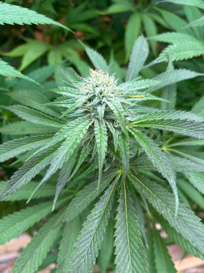 2026 Outdoor Grows! let's see em!