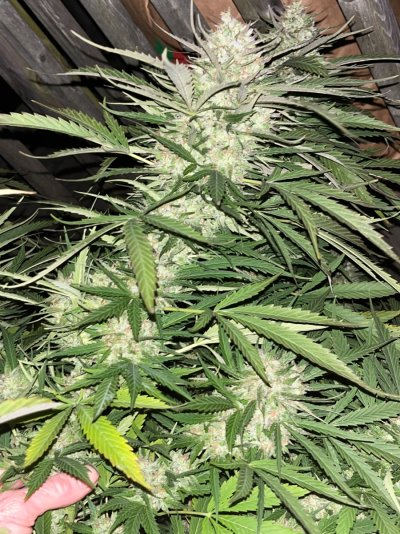 Let's See Your Frostiest Flowers