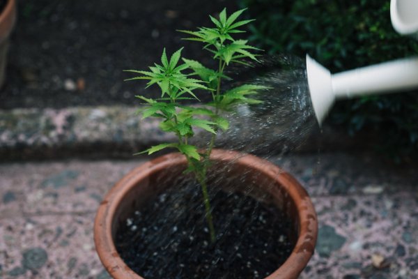 LST + Roots + Watering-79.jpg