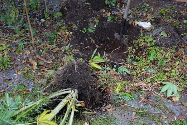 Cpurola's Outdoor grow in Southeast Michigan 2026