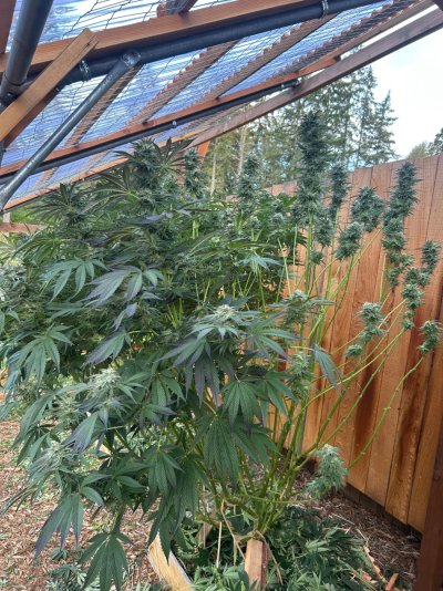 2026 Outdoor Grows! let's see em!