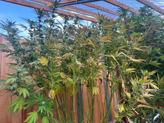 2026 Outdoor Grows! let's see em!