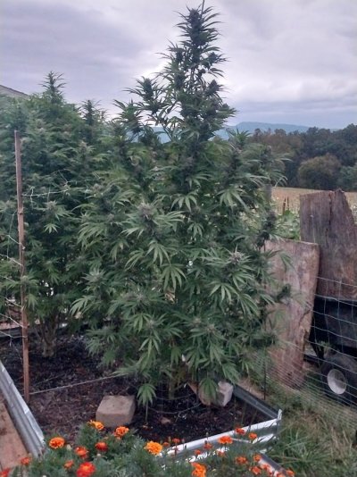 2026 Outdoor Grows! let's see em!