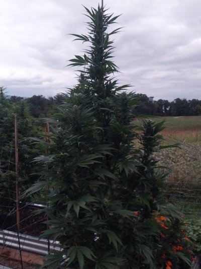 2026 Outdoor Grows! let's see em!