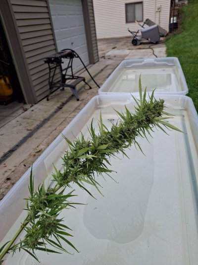 Cpurola's Outdoor grow in Southeast Michigan 2026