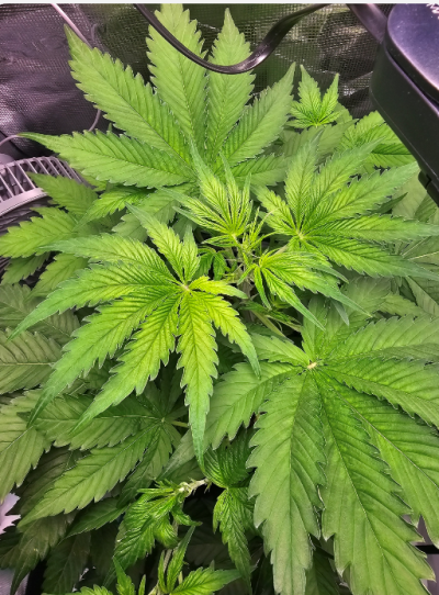 posted in introductions, quite a few views but absolutely zero answers. wick watering pls help lol