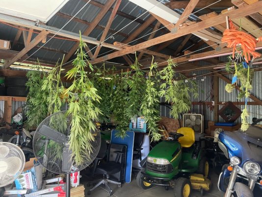 Cpurola's Outdoor grow in Southeast Michigan 2026