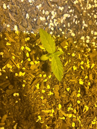 IMG_2010.jpeg