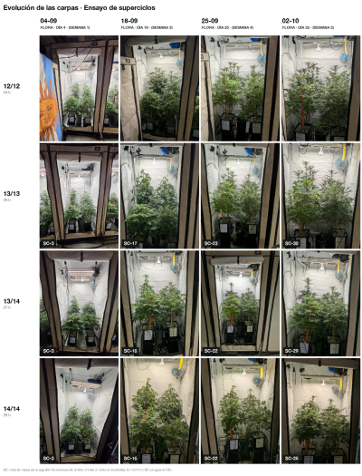 overgrow-front-evolution-days4-32.png