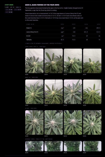 overgrow-day32-flowers-and-bays-v2.jpg
