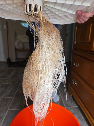 Root Ball for Chalottes.jpg