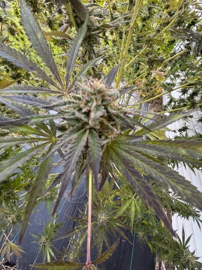 2026 Outdoor Grows! let's see em!