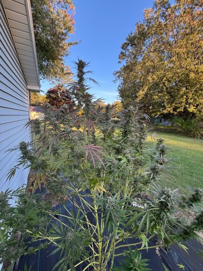 2026 Outdoor Grows! let's see em!
