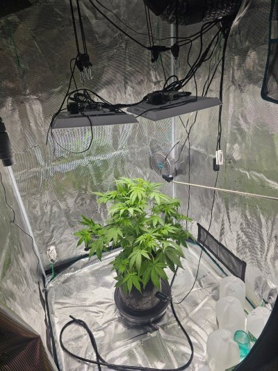 posted in introductions, quite a few views but absolutely zero answers. wick watering pls help lol