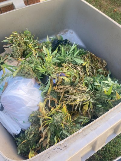 Budrot tips and pictures to aid identification