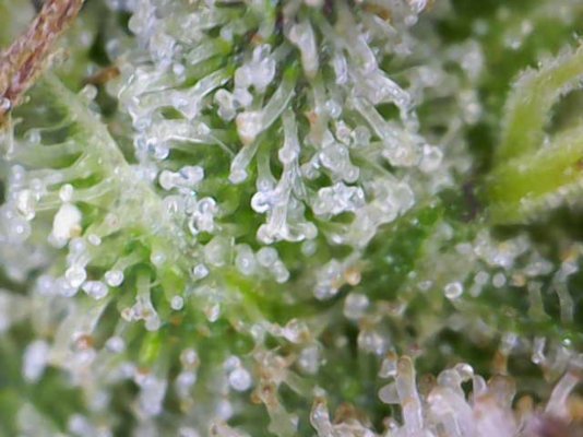 2nd Grow, I need advice