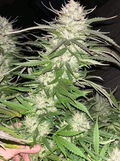 Let's See Your Frostiest Flowers