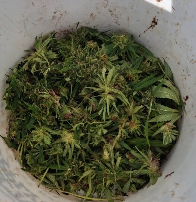 Cpurola's Outdoor grow in Southeast Michigan 2026