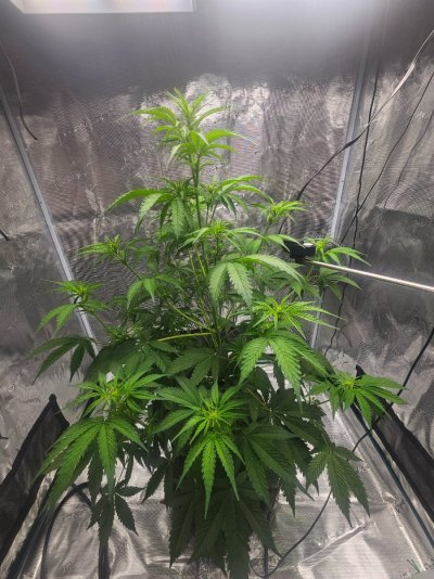 posted in introductions, quite a few views but absolutely zero answers. wick watering pls help lol