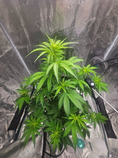 posted in introductions, quite a few views but absolutely zero answers. wick watering pls help lol
