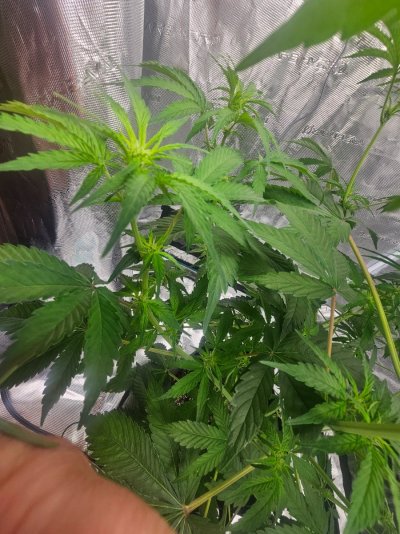 posted in introductions, quite a few views but absolutely zero answers. wick watering pls help lol
