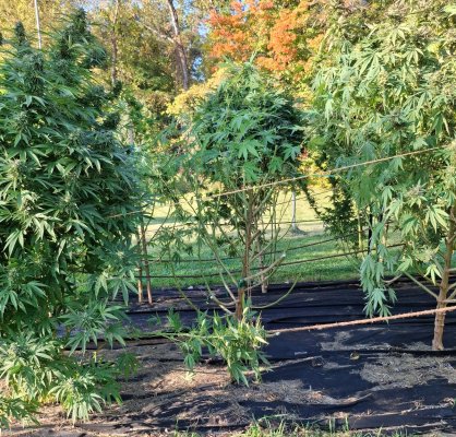 Cpurola's Outdoor grow in Southeast Michigan 2026