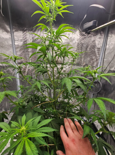 posted in introductions, quite a few views but absolutely zero answers. wick watering pls help lol