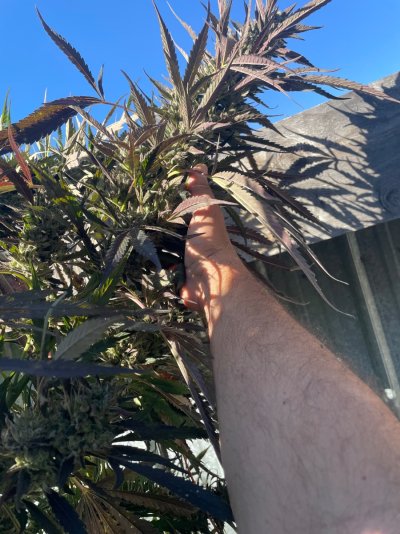 IMG_6619.jpeg