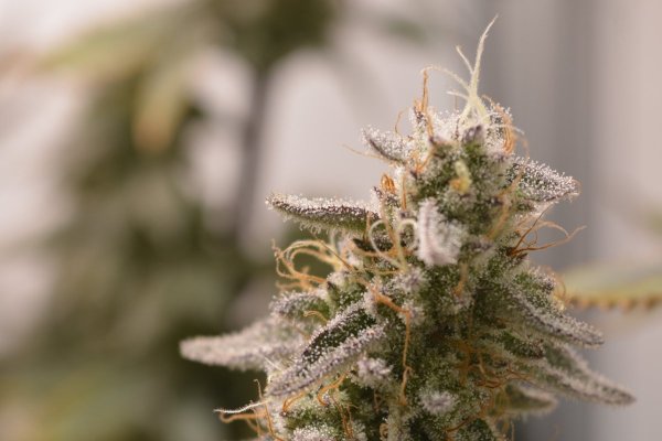 Amber Tips- Hindu Kush- Myra-Cropped#.jpg