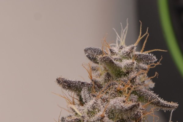 Hindu Kush- Myra-Cropped#2.jpg