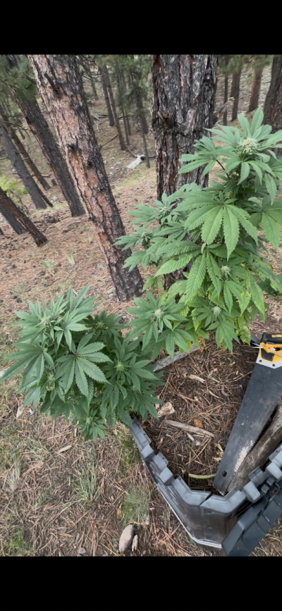 The Fat Leaf Breeding Project