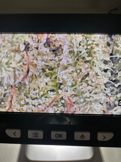 The Fat Leaf Breeding Project