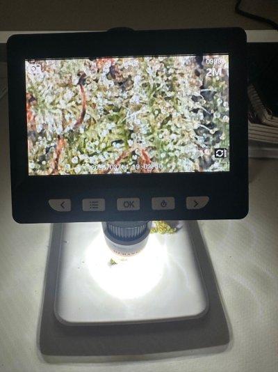 The Fat Leaf Breeding Project
