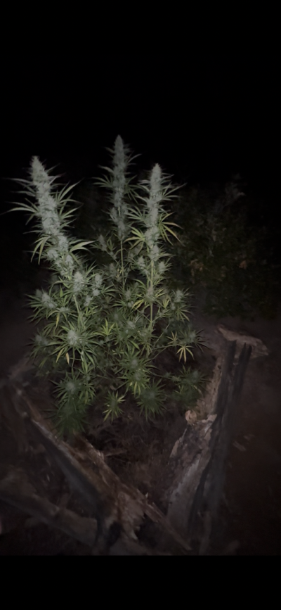 Cavemantiva Thin Leaf Type 1 GLR grown with 10 hr flower power
