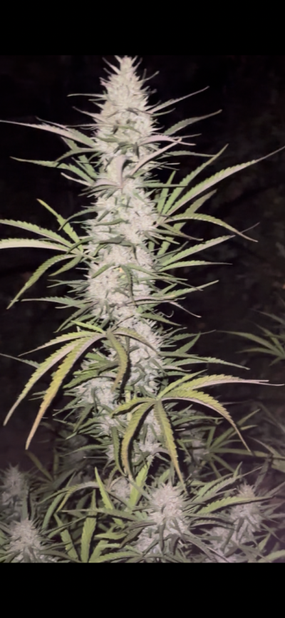 Cavemantiva Thin Leaf Type 1 GLR grown with 10 hr flower power