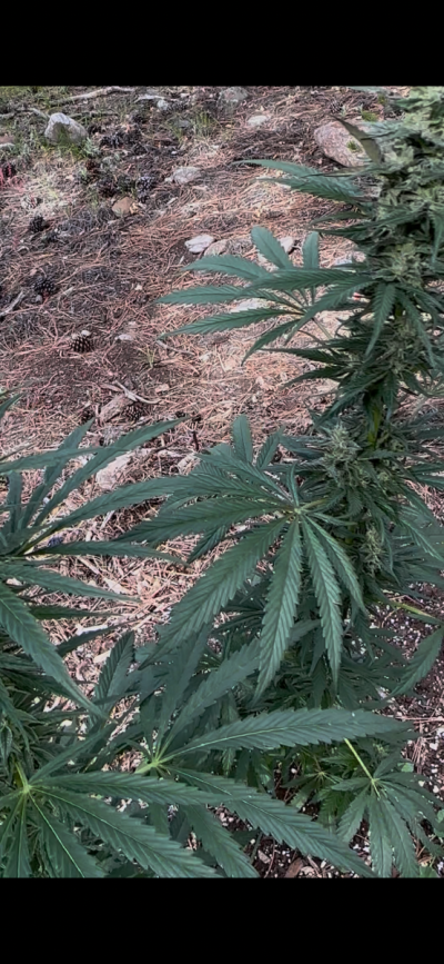 Cavemantiva Thin Leaf Type 1 GLR grown with 10 hr flower power