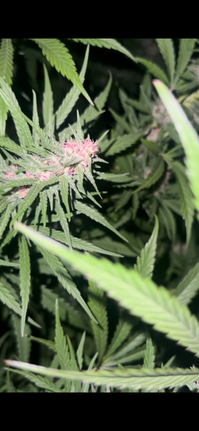 Cavemantiva Thin Leaf Type 1 GLR grown with 10 hr flower power