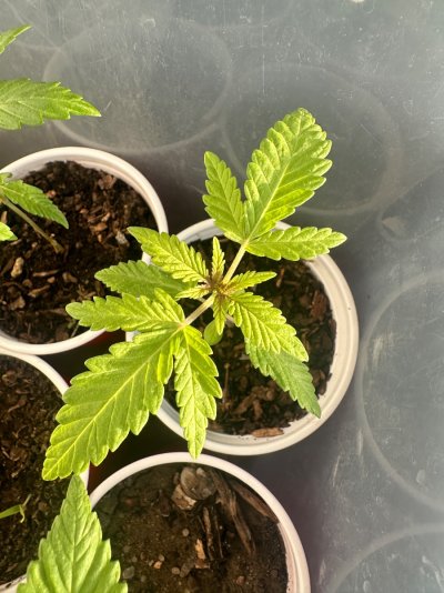 Cavemantiva Thin Leaf Type 1 GLR grown with 10 hr flower power