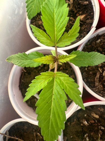 Cavemantiva Thin Leaf Type 1 GLR grown with 10 hr flower power