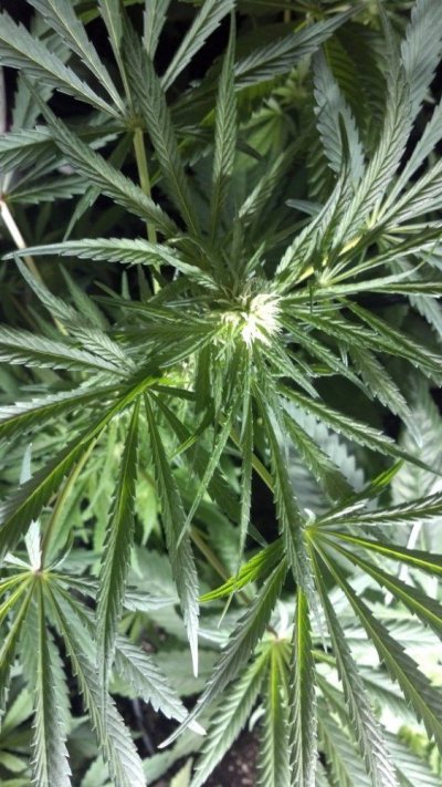 Cavemantiva Thin Leaf Type 1 GLR grown with 10 hr flower power